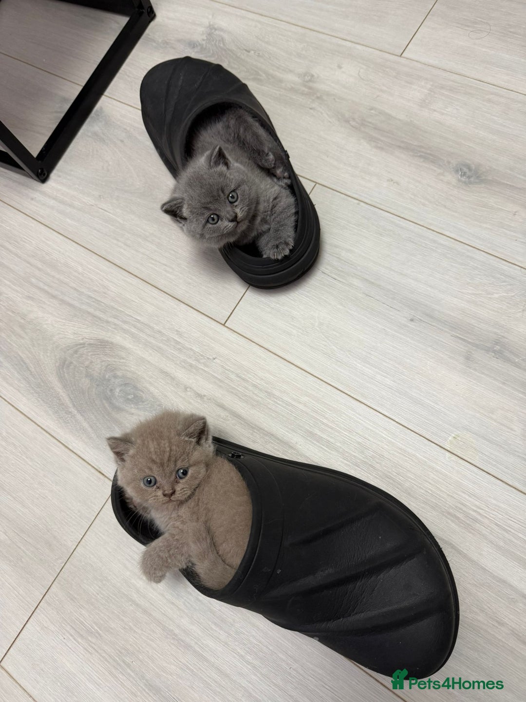 British Shorthair cats for sale: 4 adorable British shorthairs - Advert 3