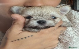 Mixed Breed dogs for sale: Stunning Designer Puppys - maltese x chihuahua  - Image 6