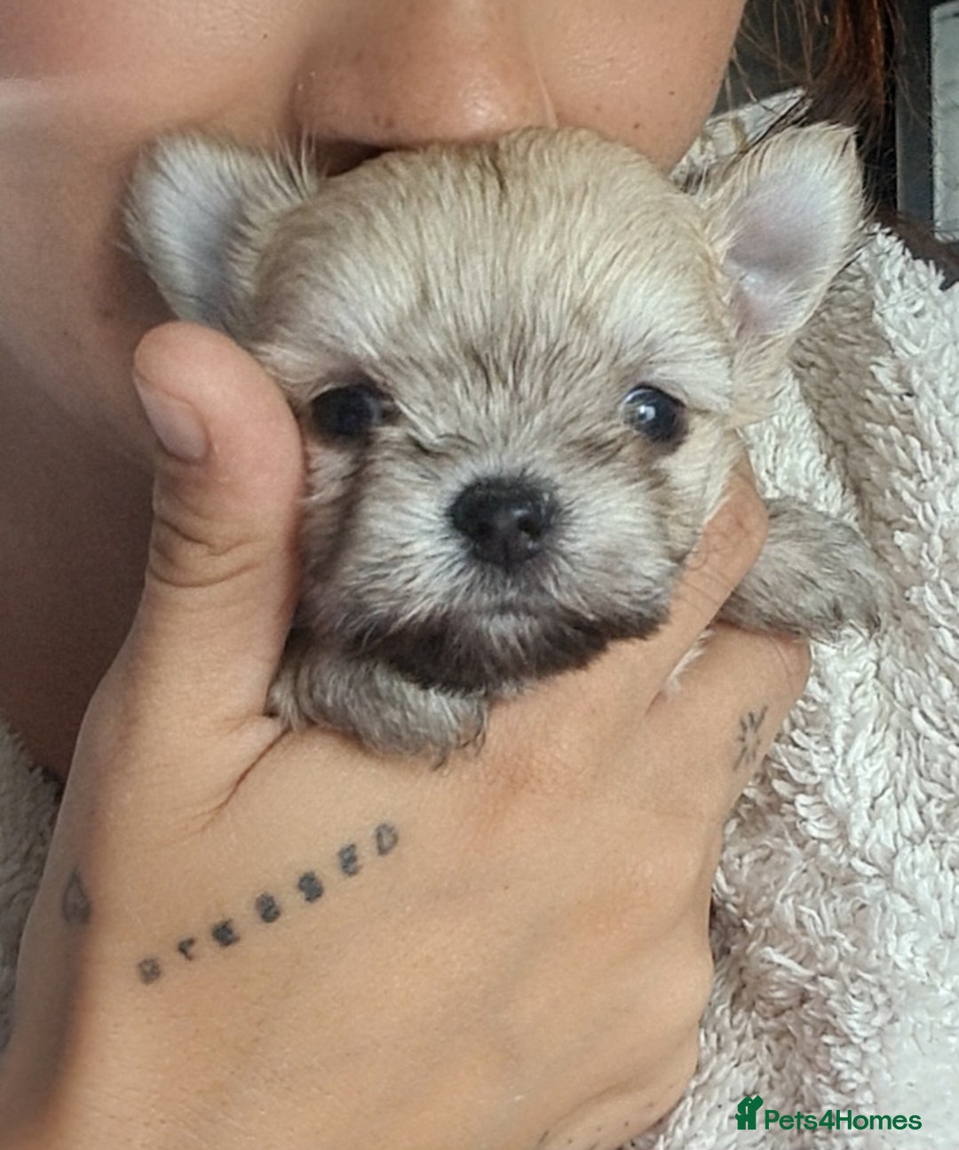 Mixed Breed dogs for sale: Stunning Designer Puppys - maltese x chihuahua  - Image 6