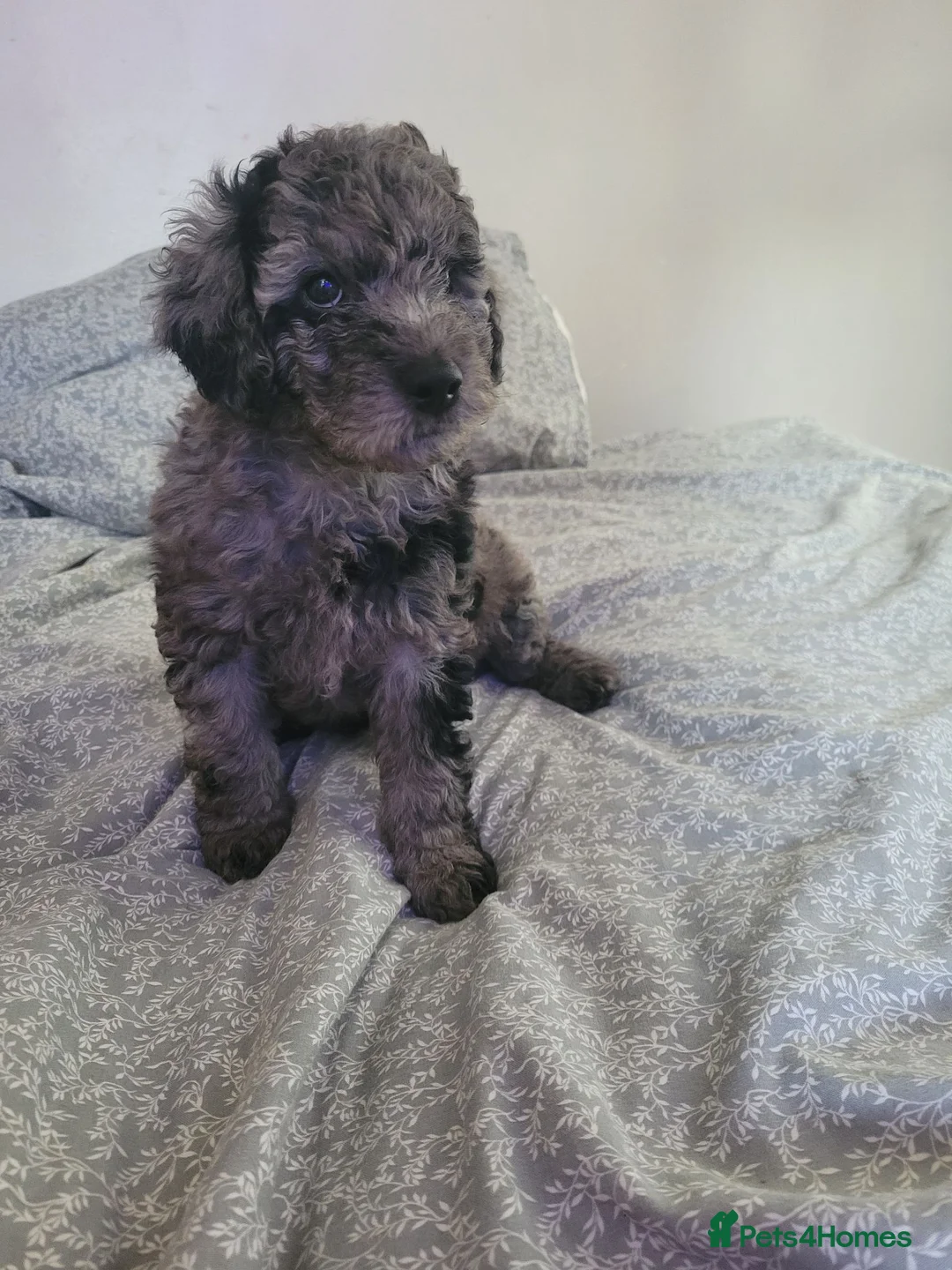 Cockapoo dogs for sale: Cockapoo puppies  - Advert 2