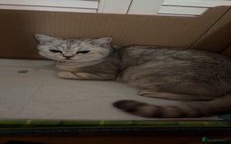 British Shorthair cats for sale: British short hair/persian mother - Image 1