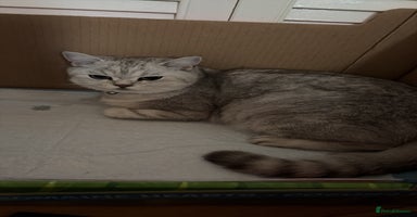 British Shorthair cats - Advert 7