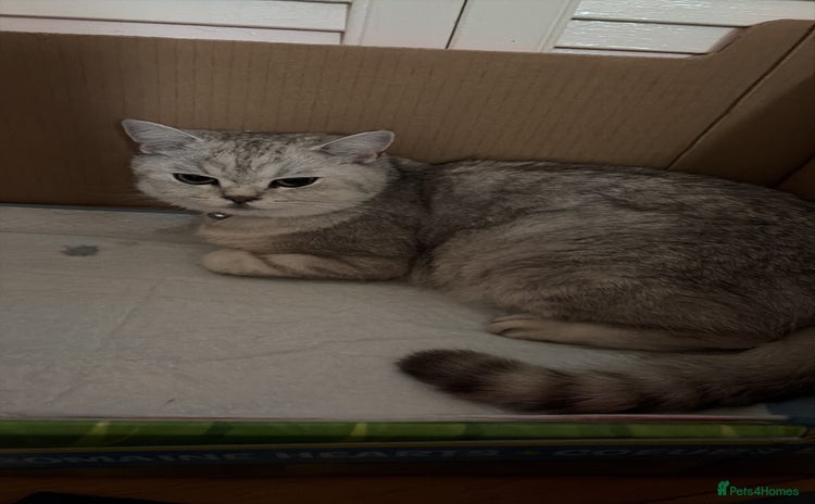 British Shorthair cats - Advert 2