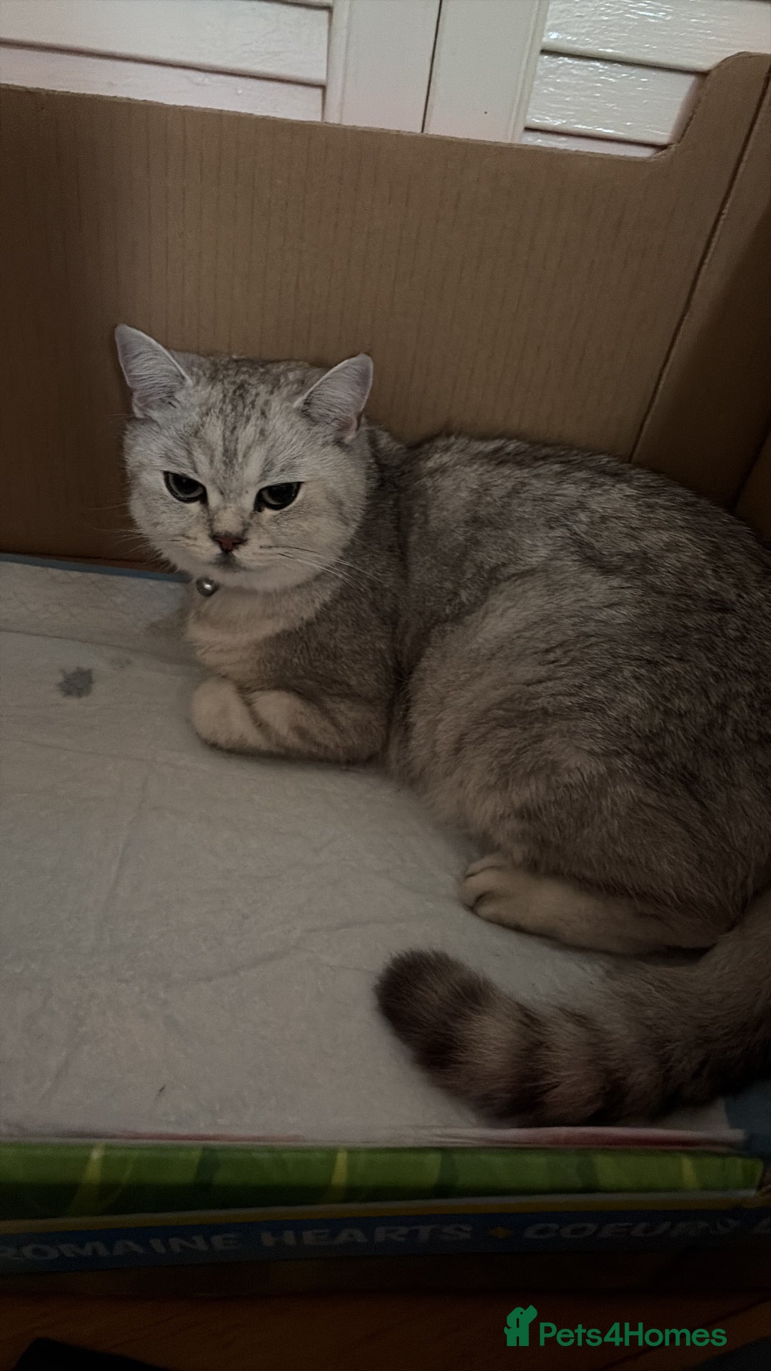 British Shorthair cats for sale: British short hair/persian mother - Image 1