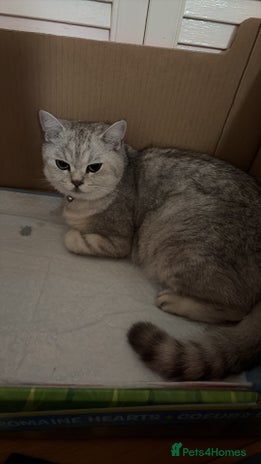 British Shorthair cats - Advert 2