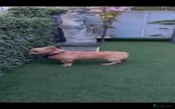 French Bulldog dogs for sale: French buldog visual fluffy male  - Image 6