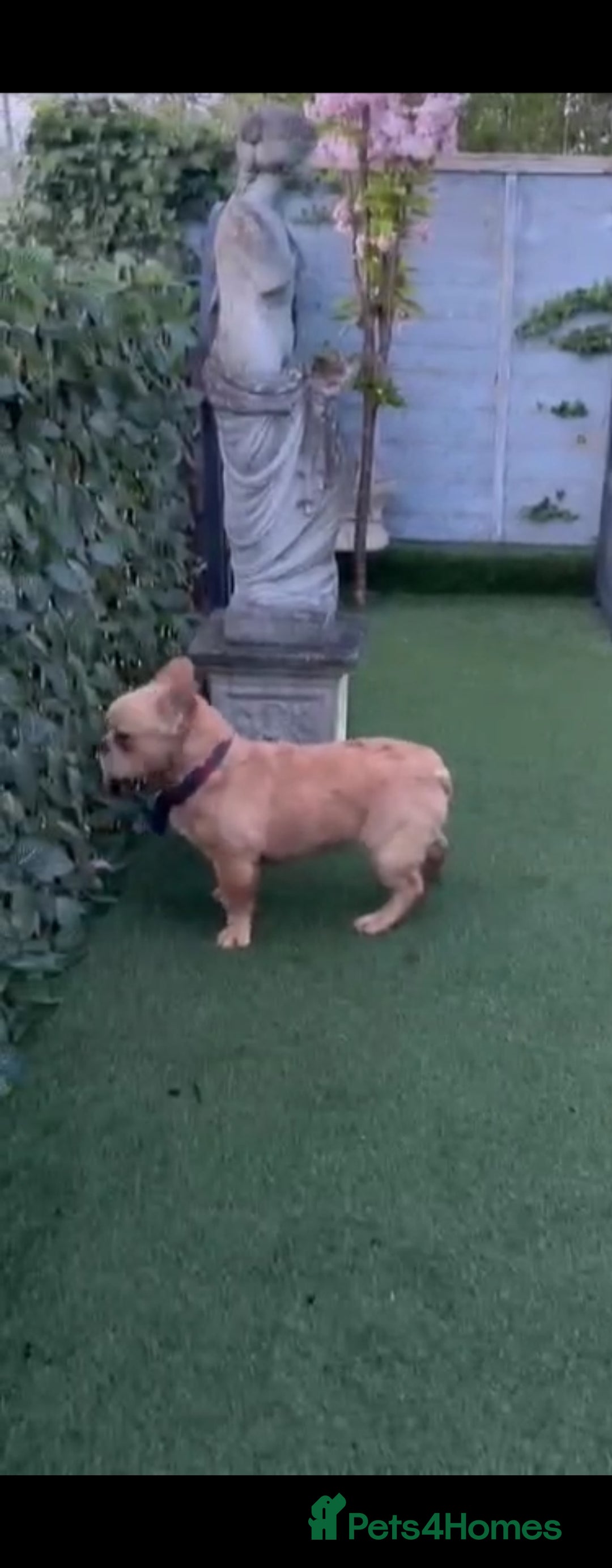French Bulldog dogs for sale: French buldog visual fluffy male  - Image 6