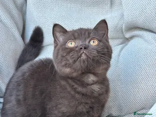 British Shorthair cats British Shorthair Chunky Kittens - Advert 8