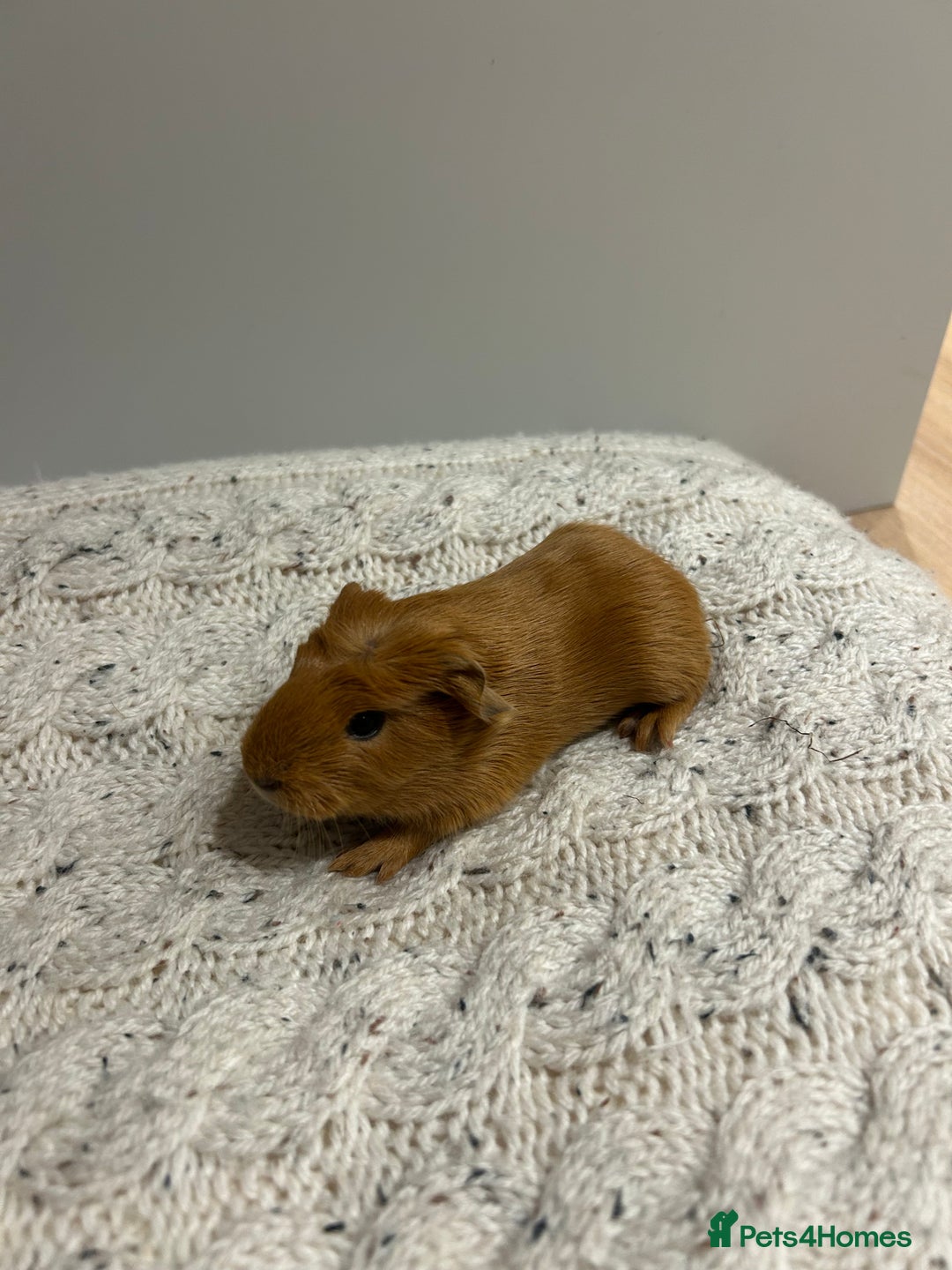 Guinea Pig rodents for sale: Guinea pigs 🐹🐹🐹 near Totnes, Devon - Advert 1