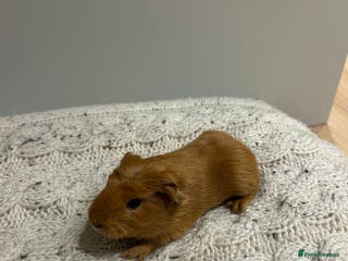 Guinea Pig rodents Guinea pigs 🐹🐹🐹 near Totnes, Devon - Advert 1