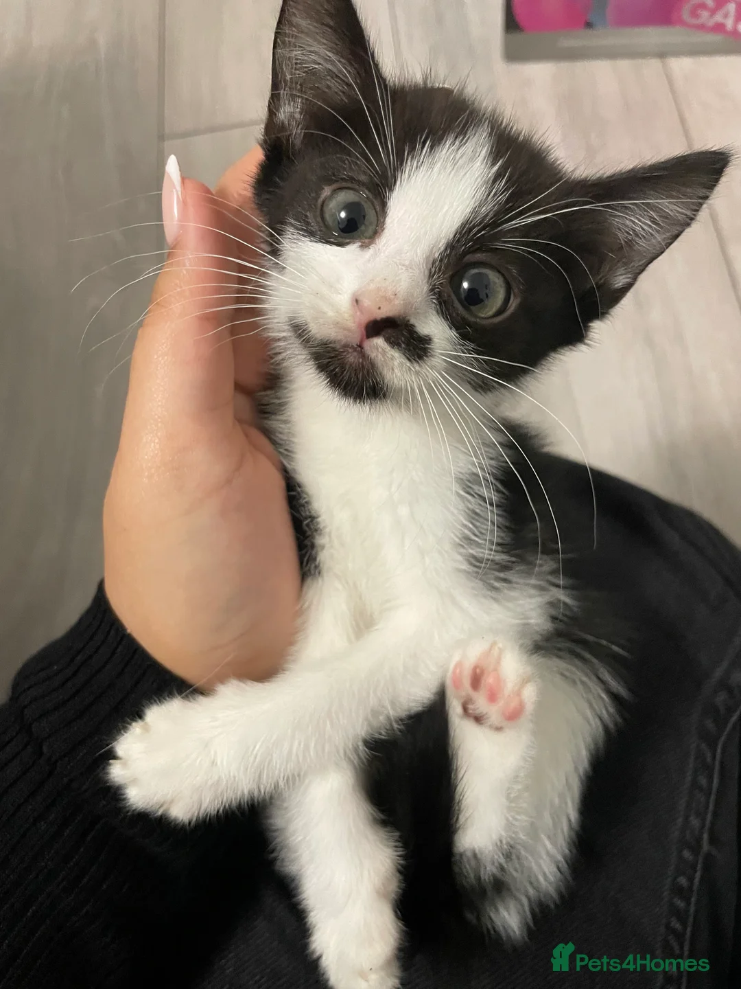 Mixed Breed cats for sale: Beautiful Kittens  - Advert 2