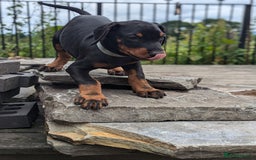 Dobermann dogs for sale: Beautiful doberman puppies ready for foreve homes  - Image 10