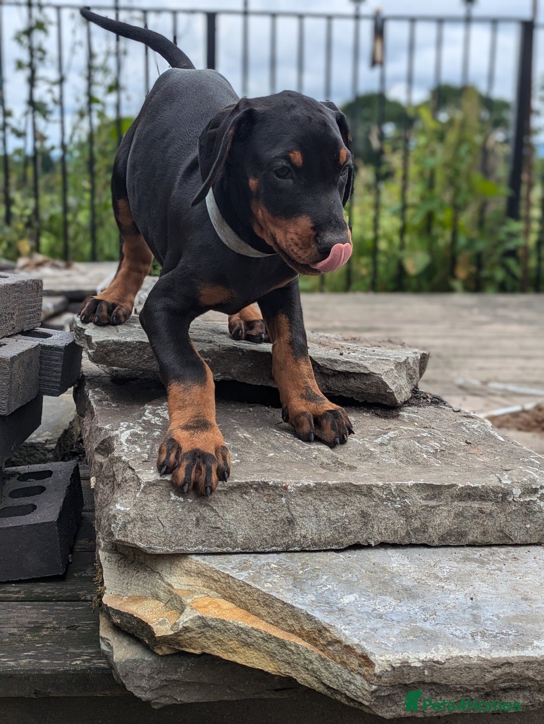 Dobermann dogs for sale: Beautiful doberman puppies ready for foreve homes  - Image 10