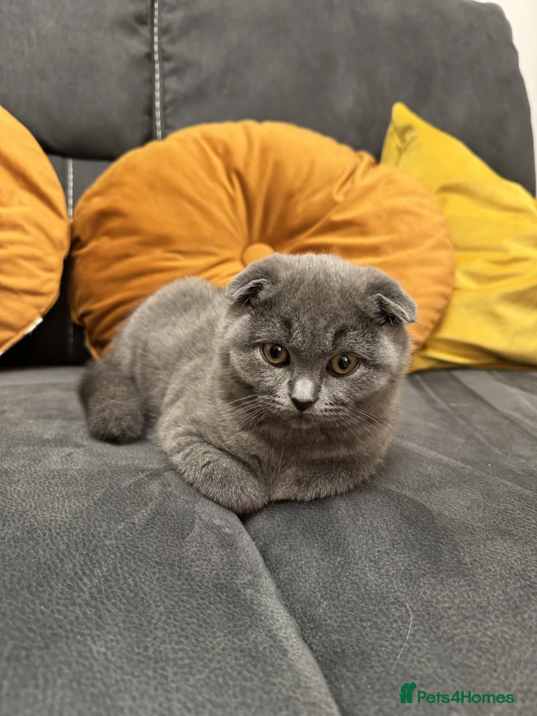 British Shorthair cats for sale: Kittens Scottish Fold x British Shorthair mix 🐾 in Barnsley - Advert 1