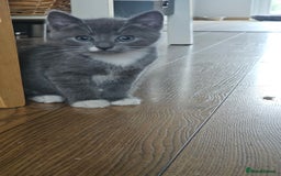 Mixed Breed cats for sale: 4 adorable kittens — 2 boys girls and 2 girls. - Image 21