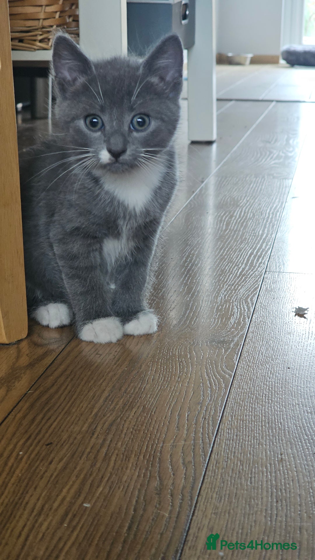 Mixed Breed cats for sale: 4 adorable kittens — 2 boys girls and 2 girls. - Image 21