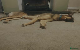 German Shepherd dogs for adoption: Sweet Sammy is ready for his forever home - Image 7