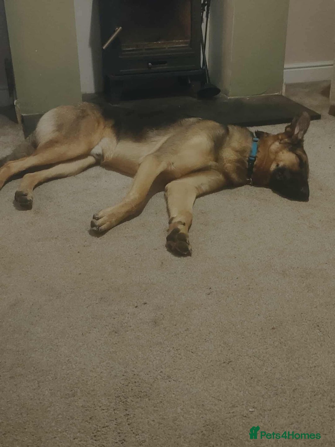 German Shepherd dogs for adoption: Sweet Sammy is ready for his forever home - Image 7