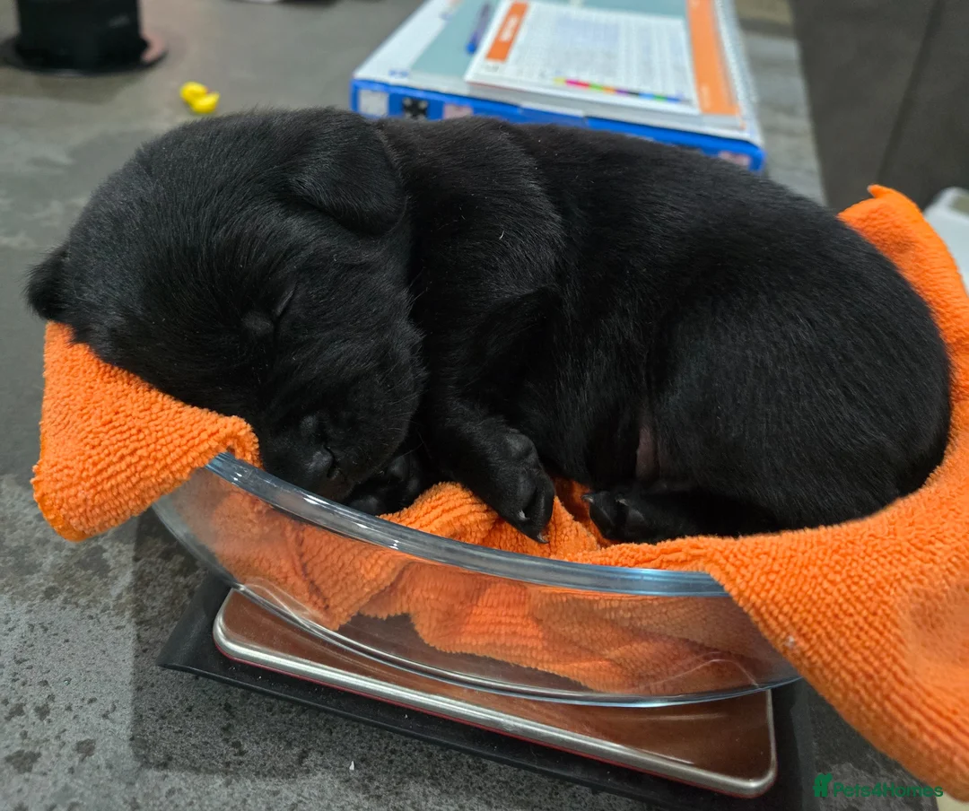 Labrador Retriever dogs for sale: 8 beautiful black labrador puppies - Advert 2