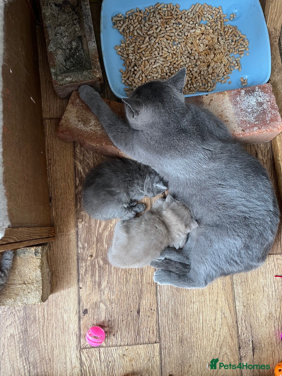 British Shorthair cats for sale: British shorthair  - Image 12