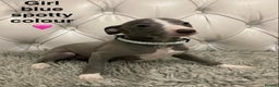 Mixed Breed dogs for sale: Italian greyhound  - Advert 8