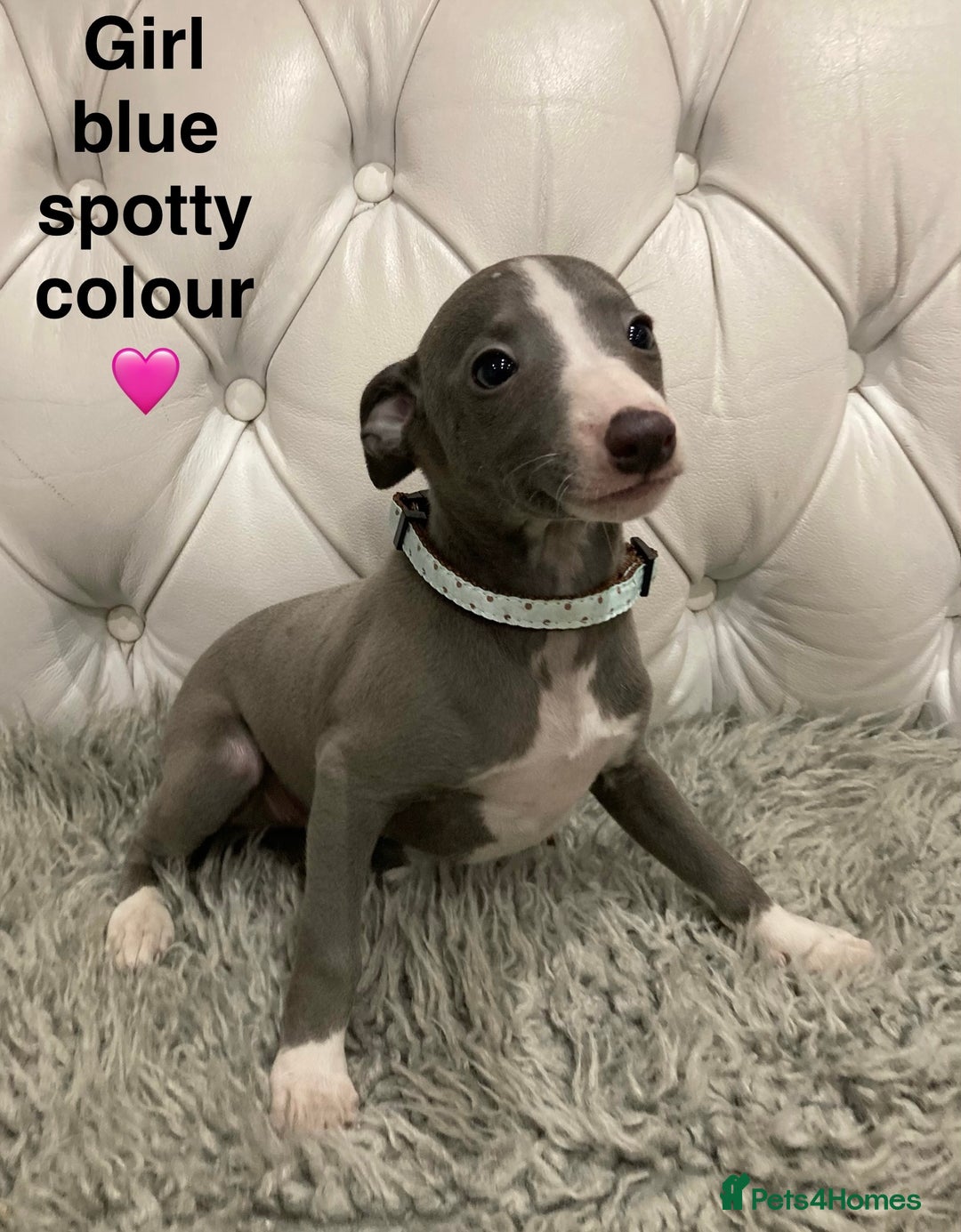Mixed Breed dogs for sale: Italian greyhound  - Advert 8