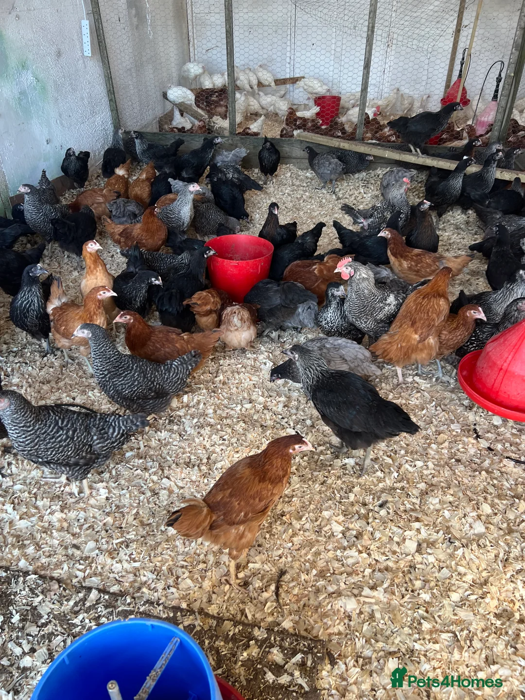 Chickens poultry for sale: Coloured hybrid pol hens for sale - Advert 1