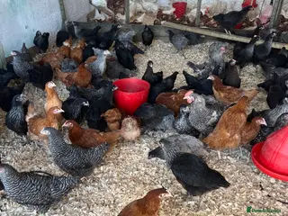 Chickens poultry Coloured hybrid pol hens for sale - Advert 3