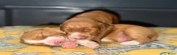 Australian Labradoodle dogs for sale: Exceptional Australian Labradoodles - Advert 1