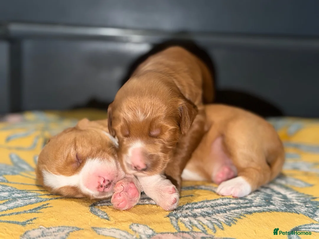 Australian Labradoodle dogs for sale: Exceptional Australian Labradoodles - Advert 1