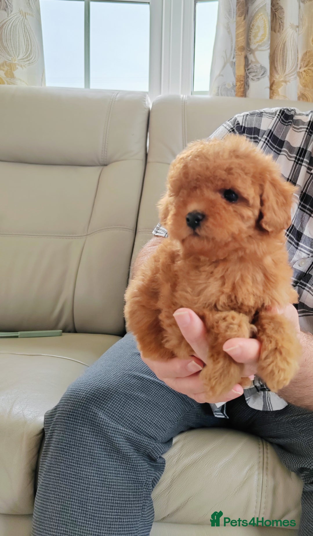 Cavapoo dogs for sale: TOY CAVAPOO DNA TESTED PARENTS AND GRANDPARENTS  - Image 19