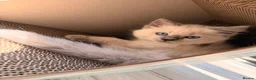 Ragdoll cats for sale: Gorgeous Blue Point Ragdoll Kittens Available  - Advert 21