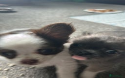 Chihuahua dogs for sale: Chihuahua teacup - Image 8