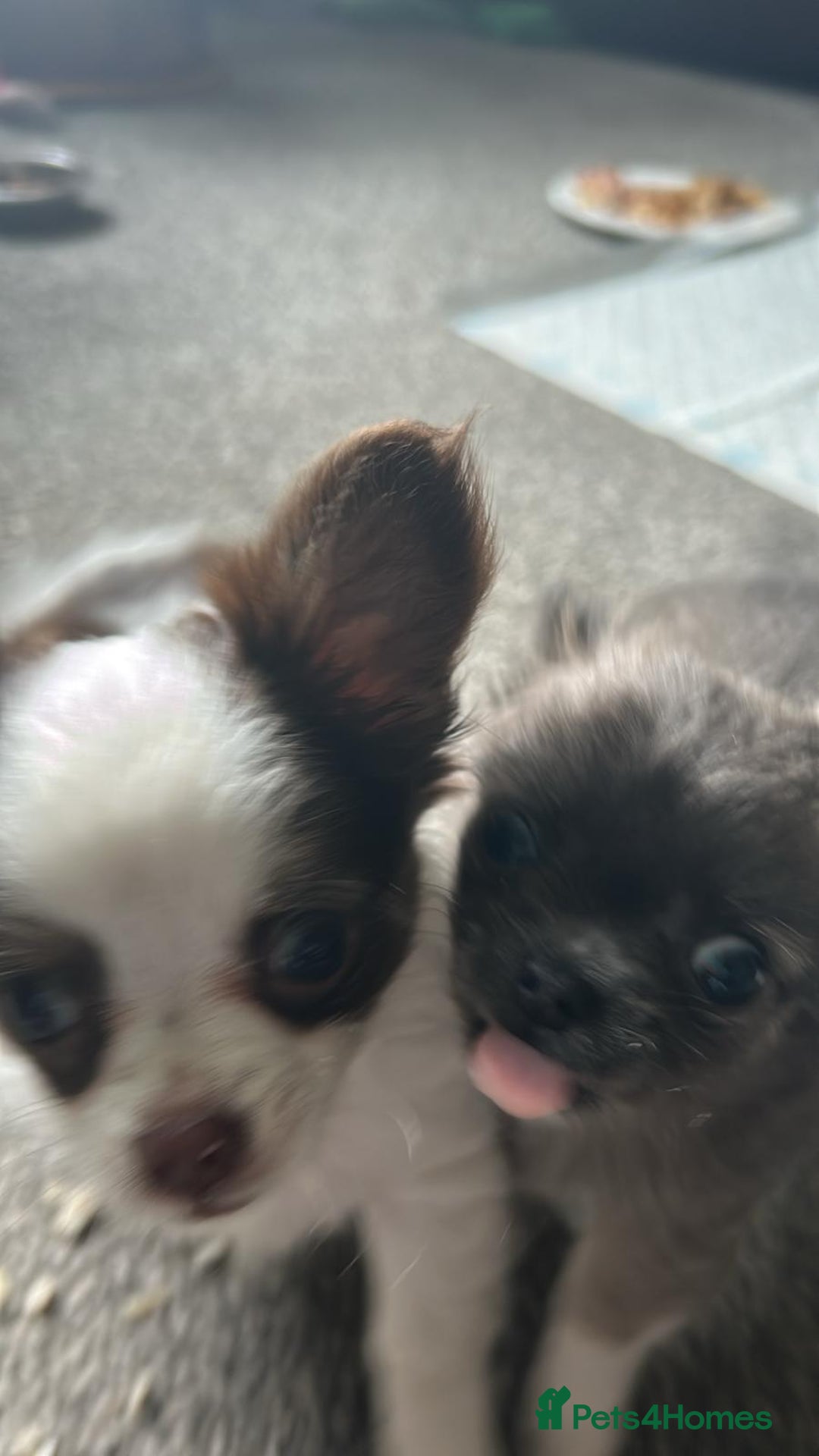 Chihuahua dogs for sale: Chihuahua teacup - Image 8