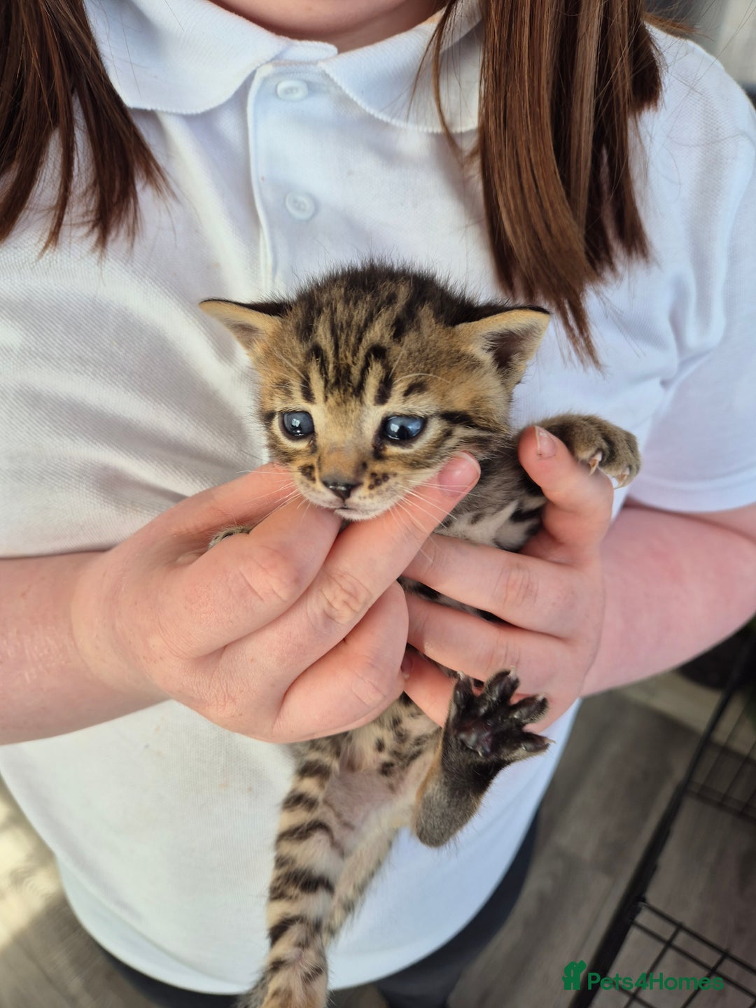 Bengal cats for sale: 2 Stunning Half Bengal Kittens - Image 4