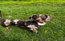 Miniature Dachshund dogs for stud: Miniature Male Dapple Dachshund available for STUD - Image 6
