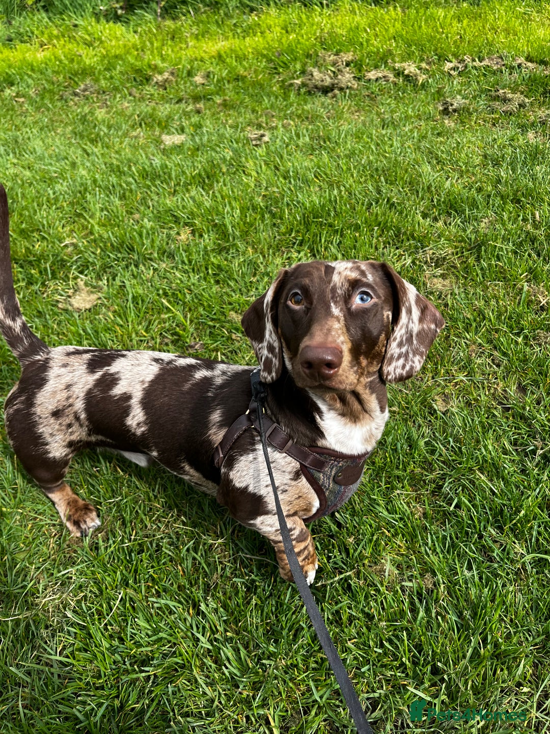 Miniature Dachshund dogs for stud: Miniature Male Dapple Dachshund available for STUD - Image 6