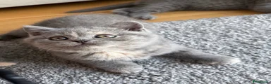 British Shorthair Kitten 2