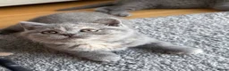 British Shorthair cats for sale: British Shorthair Kittens – Ready Now 🐾 - Advert 10
