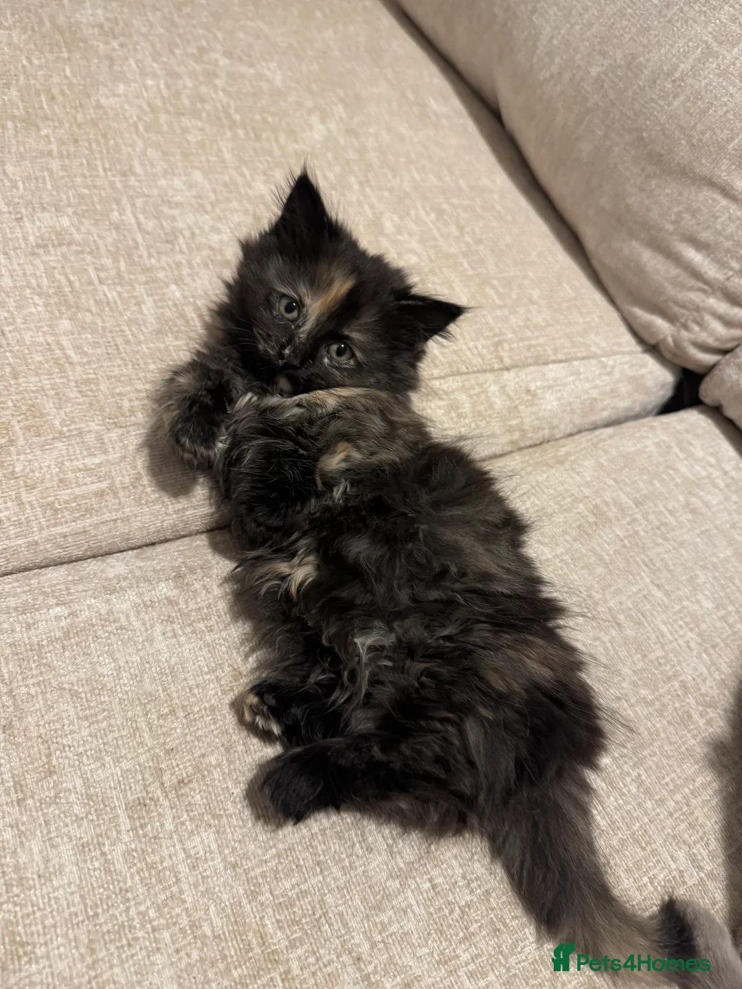 Munchkin cats for sale: 💎 RARE 💎 STANDARD MUNCHKINS READY TO LEAVE NOW  - Advert 25