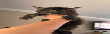 Maine Coon 2