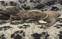 Staffordshire Bull Terrier dogs for sale: Full pedigree blue staffy pups - Image 1
