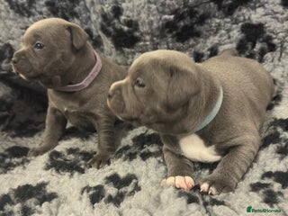 Staffordshire Bull Terrier dogs for sale - Advert 1