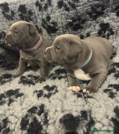 Staffordshire Bull Terrier dogs - Advert 1