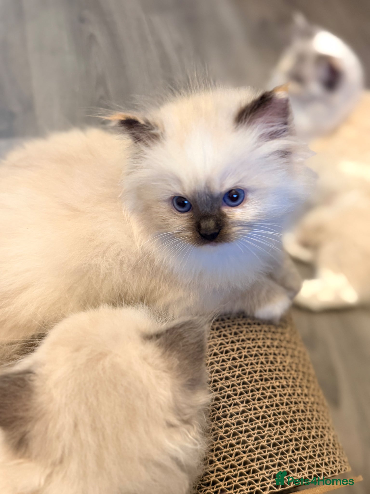 Ragdoll cats GCCF REGISTERED DNA TESTED PARENTS  - Advert 18