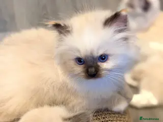 Ragdoll cats GCCF REGISTERED DNA TESTED PARENTS - Advert 12
