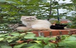 Persian cats for sale: TWO 15 WEEK KITTIES NEED REHOMING TOGETHER (M&F) in Maidstone - Image 22