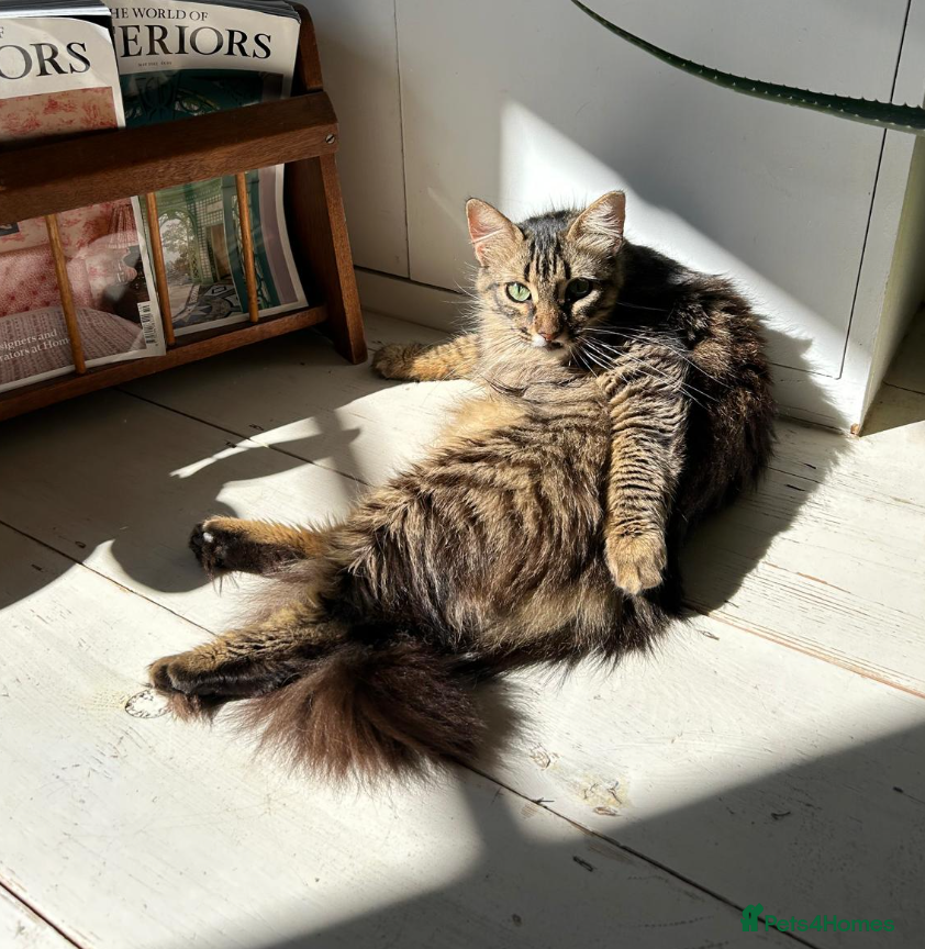 Mixed Breed cats Fluffy loving SAMRA is looking for a home in London - Advert 9