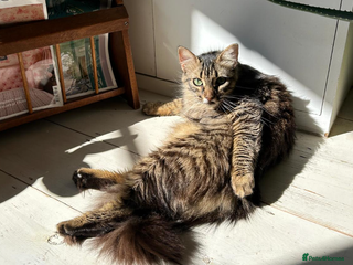 Mixed Breed cats in London - Advert 18