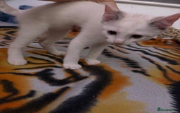 Ragdoll cats for sale: 3 Rag Cross Kittens - Image 7